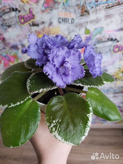 Фиалка Небесное создание