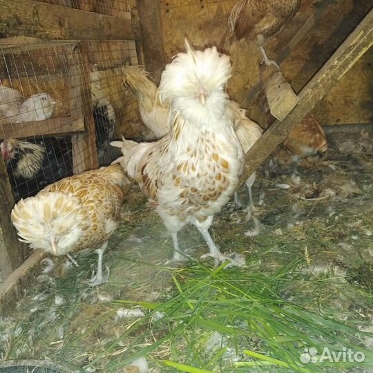 Петушки падуан