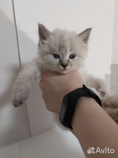 Котята