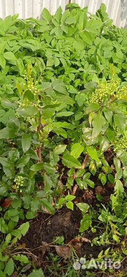 Магония и другие садовые растения