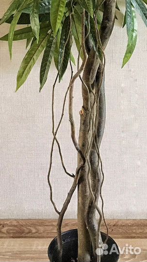 Искусственное дерево Манго