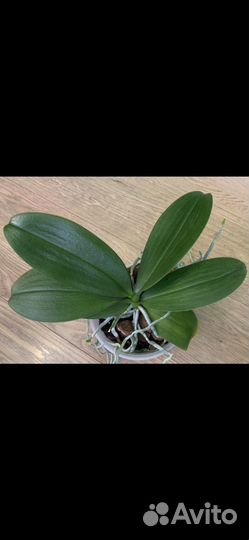 Орхидея фаленопсис Mini Mark