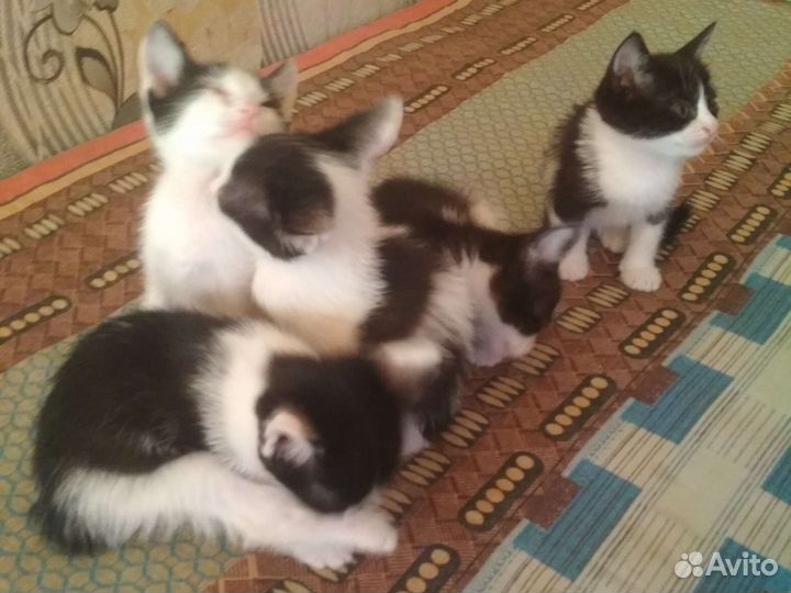 Кошка в дар бесплатно