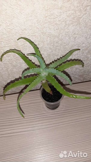 Алоэ Мирт Сциндапсус