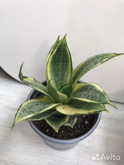 Сансевиерия Ханни голд