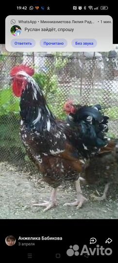 Молодые породистые петухи