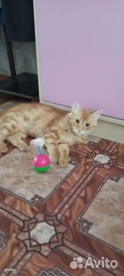 Рыжее счастье