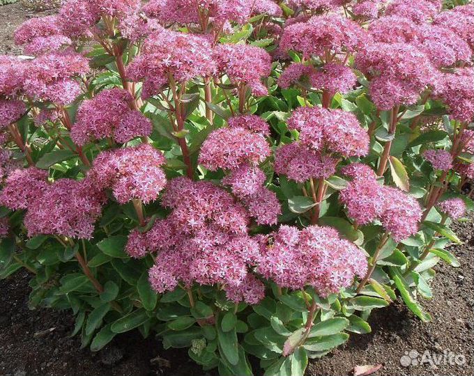 Очиток видный Седум