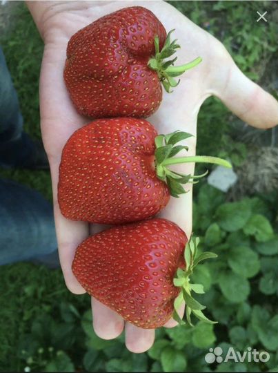 Рассада клубники сорт Царица,азия -Ремонтантная