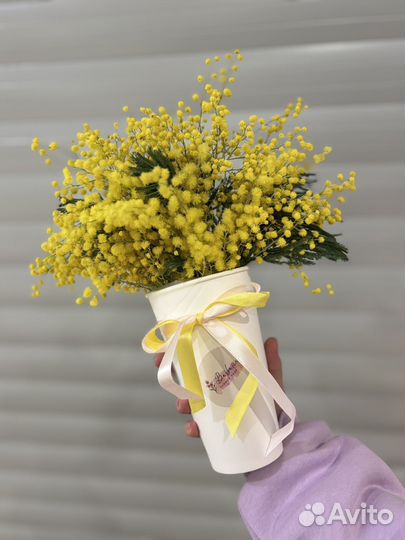 Мимоза в стаканчике