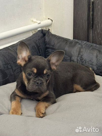 Девочка Французский бульдог