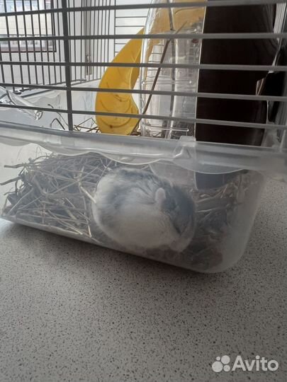 Джунгарские хомяки 2 шт с клеткой