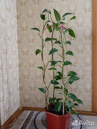 Сингониум. Филодендрон лазающий