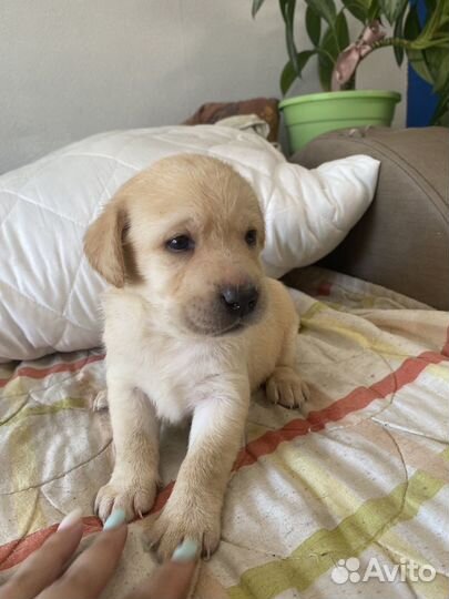 Щенки лабрадора