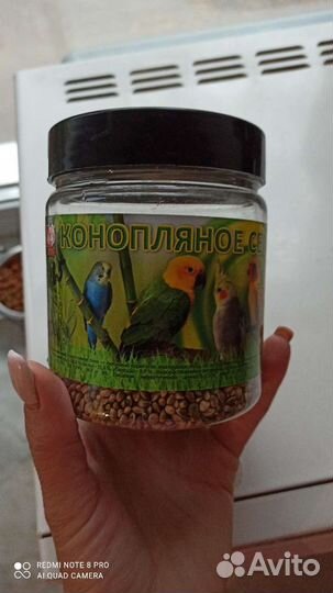 Конопляное семя