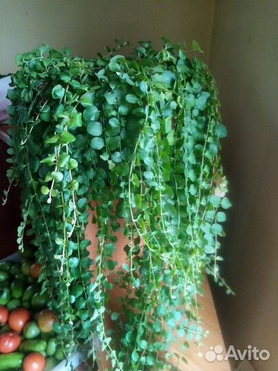 Вербейник монетчатый