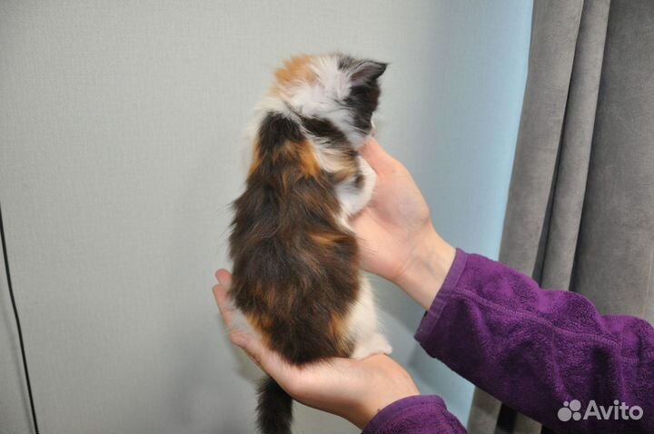 Отдам котят, в добрые, любящие руки