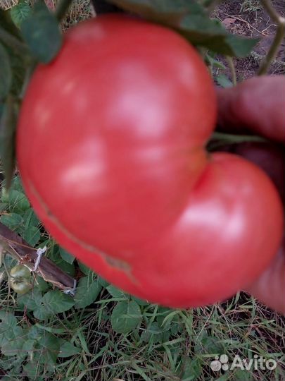 Семена помидор розовых, домашние, 200-300 гр