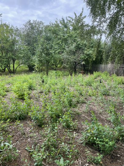 Дача 36 м² на участке 12 сот.