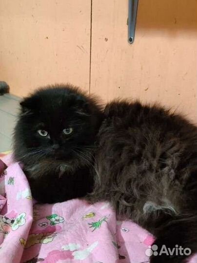 Приют Кошкин дом ждёт Вас