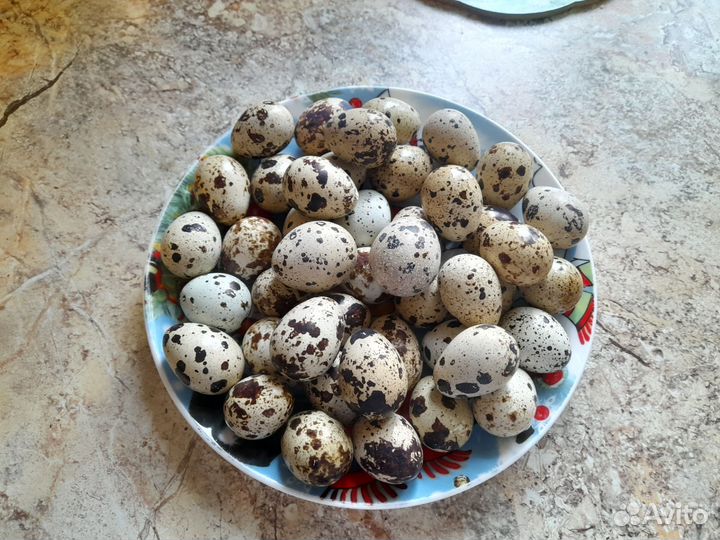 Яйца перепелиные инкубационное, утиное яйцо