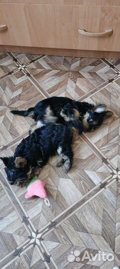 Йоркширский терьер