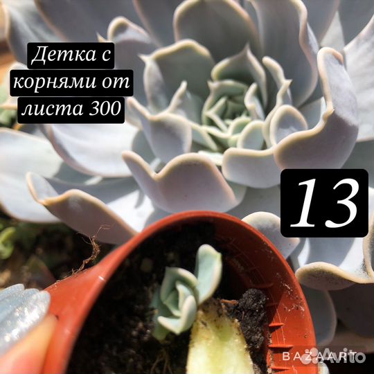 Суккуленты: эхеверия, крассула