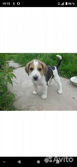 Русская пегая гончая