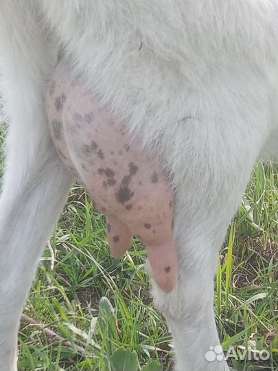 Козы дойные молочные