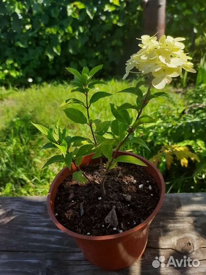 Гортензия Мохито (Mojito)