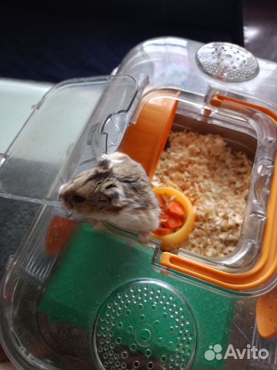 Отдам бесплатно