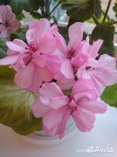 Пеларгония на срез