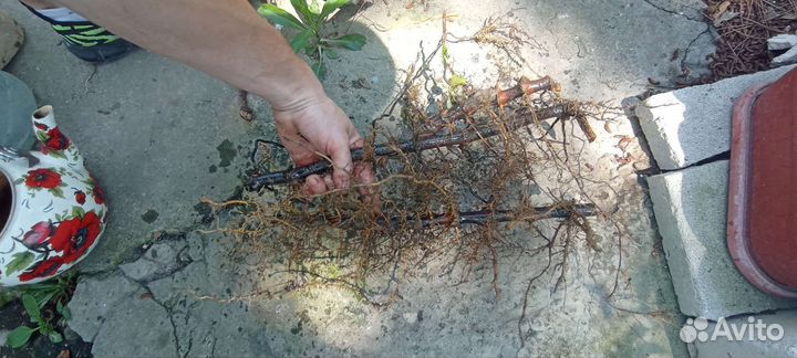 Бамбук fangesia nitida Black pearl