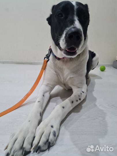 Выгул собак (Приморский район)