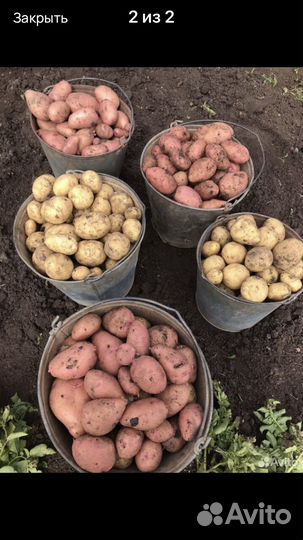 Семенной картофель