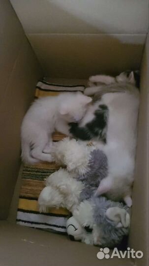 Котята ищут дом