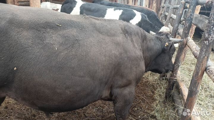 Продаю быков на мясо