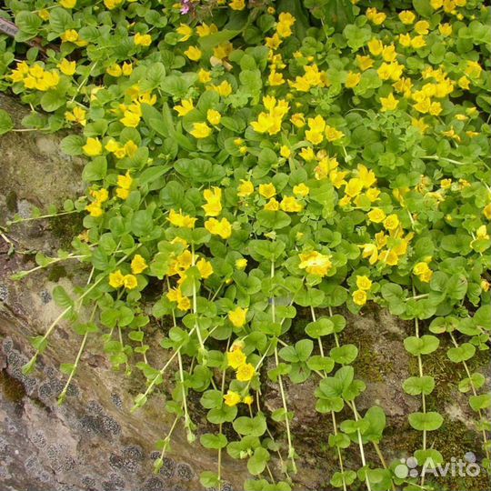Вербейник монетчатый