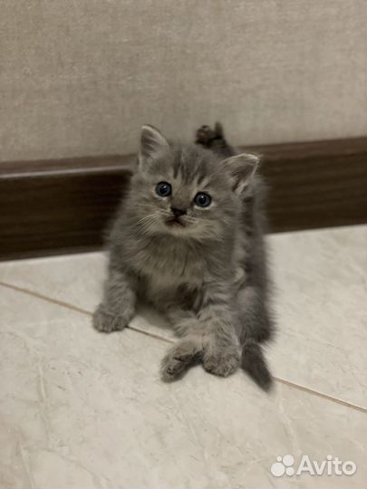 Сибирская кошка