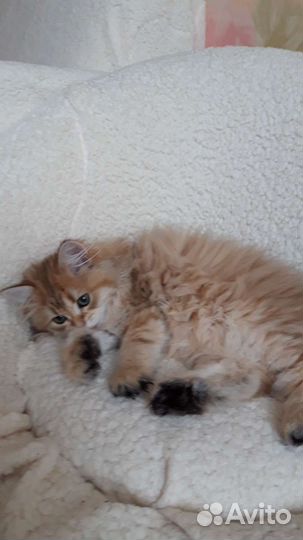 Британские котята