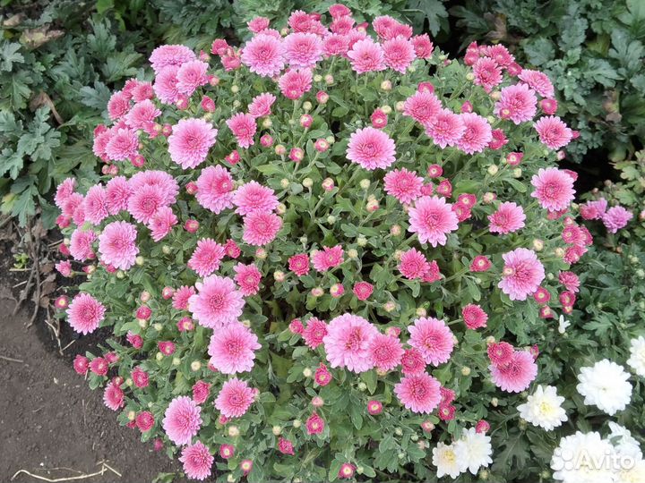 Хризантема корейская и мультифлора