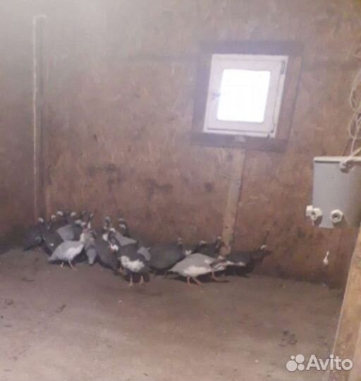 Цесарка цепляты