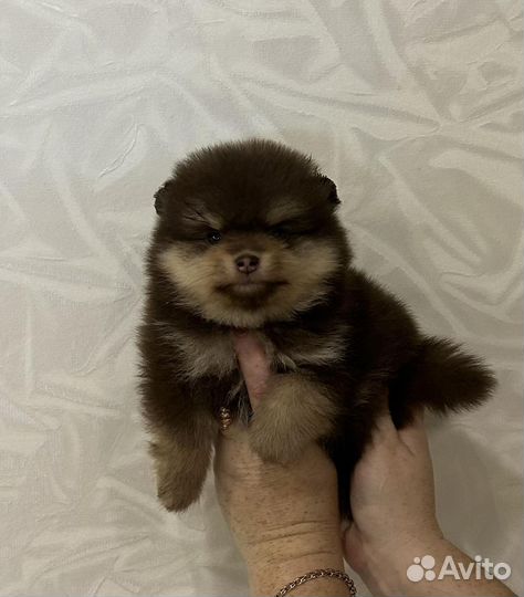 Померанский шпиц