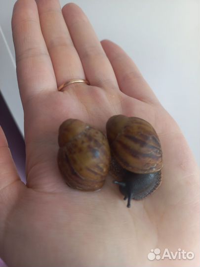 Улитки архахатины