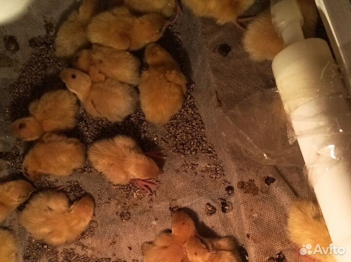 Перепела суточные