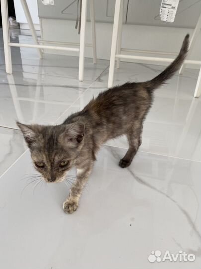 Котенок в дар бесплатно