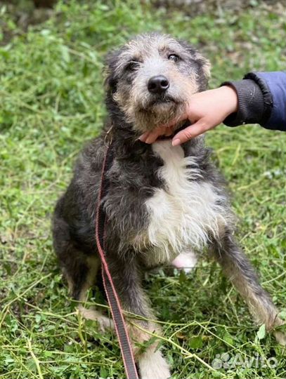 Тимка ищет дом