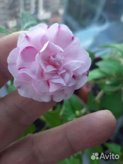 Бальзамин.Клубника со сливками