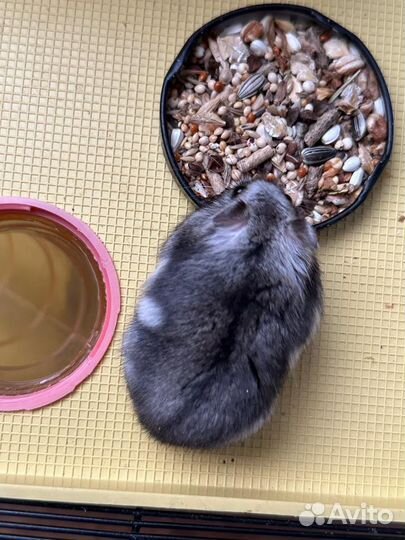 Хомяки с клеткой (полный комплект)