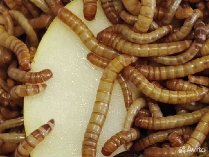 Мучной червь 1 р. И др. Кормовые